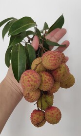 荔枝