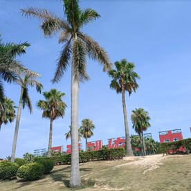 椰树