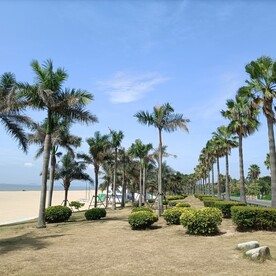 椰树