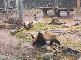 大熊猫