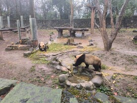 大熊猫