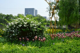 公园风景