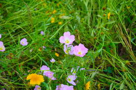 梅山红桥花海