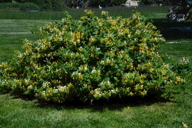 金银花