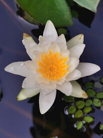 睡莲