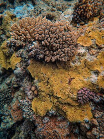 海底珊瑚
