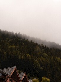 森林