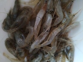 活虾