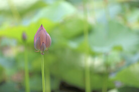 小荷花
