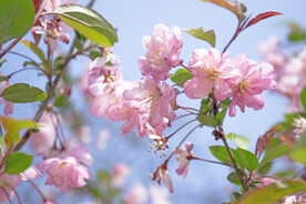 李子花