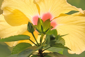 芙蓉花