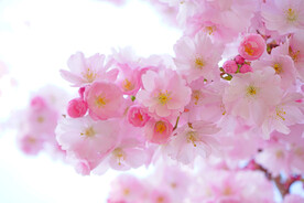 樱花花团锦簇
