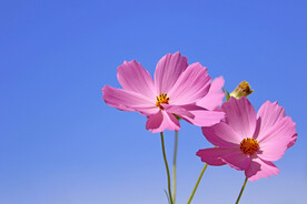 小野菊