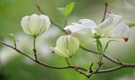 茱萸小花