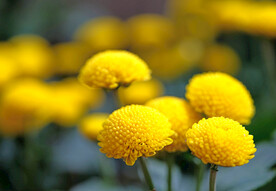 黄菊花