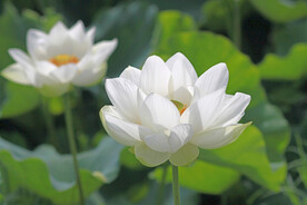 莲花