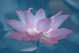 莲花