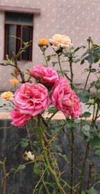 月季花