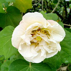 芙蓉花开