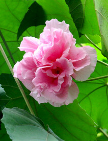 芙蓉花开