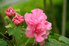 芙蓉花开