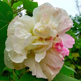 芙蓉花开