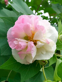 芙蓉花开