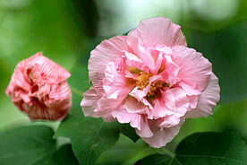 芙蓉花开