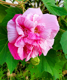 芙蓉花开