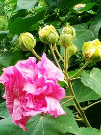 芙蓉花开