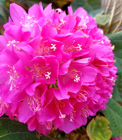 芙蓉花开