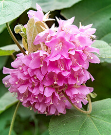 芙蓉花开