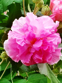 芙蓉花开