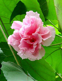 芙蓉花开