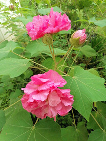 芙蓉花开
