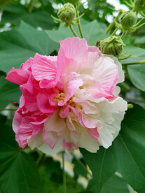 芙蓉花开