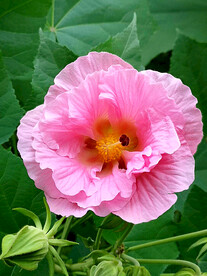 芙蓉花开