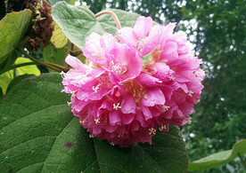 芙蓉花开
