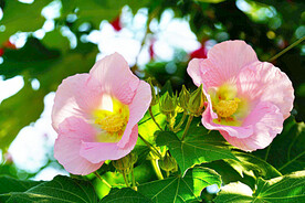 芙蓉花开
