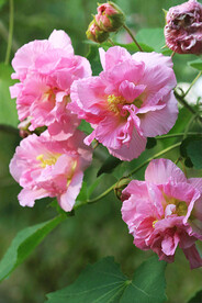 芙蓉花开