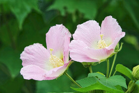 芙蓉花开