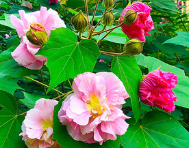 芙蓉花开