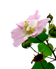 芙蓉花开