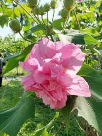 蓉花开