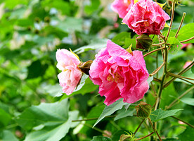 芙蓉花开