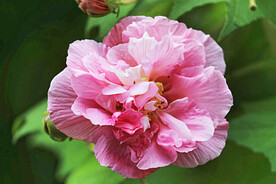 芙蓉花开