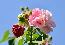 芙蓉花开
