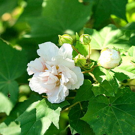 芙蓉花开