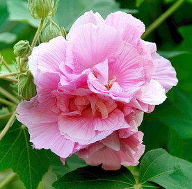 芙蓉花开