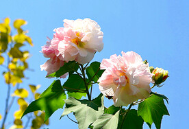 芙蓉花开